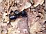 Animal fight in the forest?? (240x)