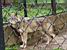 [Białowieska] Wolf (274x)