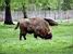 [Białowieska] Bison (281x)