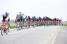 The peloton in Grainville (2) (375x)