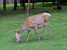 [Białowieska] Deer (240x)