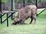 [Białowieska] Bison (274x)