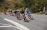 The chasing peloton (2) (325x)