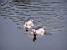 [Sidobre] Ducks (293x)