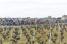 Le peloton entre les vignes (322x)