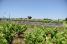 The breakaway in the wineyards (253x)
