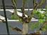 Breeding pigeon in the tree in front of my window (357x)