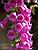 A foxglove (343x)