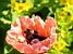 A poppy with a bumblebee (351x)