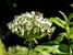 A flower with a bee (376x)