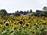 Des tournesols (239x)
