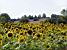 Des tournesols (261x)