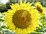 Un tournesol (259x)