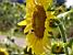 Un tournesol avec une abeille (235x)