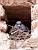 Un pigeon dans un trou dans le mur de la Basilique Sainte-Cécile à Albi (165x)