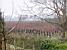 The wine yard next to my parents' house (216x)