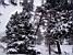 Wintery trees (331x)