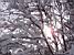 The sun shining through the tree in the snow (296x)