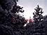 The sun shining through the tree in the snow (158x)