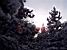 The sun shining through the tree in the snow (494x)