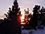 The sun shines through the trees (482x)