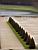 A row of trees in the garden of the castle of Versailles (364x)