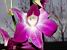 A flower Almudena & Bas gave me (401x)