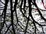 The sun seen through a tree (404x)
