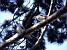 Pigeons (269x)