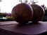 A still life of two melons (465x)