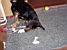 Beau enjoys playing with a bottle (475x)