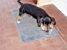 Beau enjoys playing with a bottle (542x)