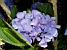 Hydrangea (254x)