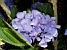 Hydrangea (132x)