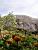 The 'Tremblant des sept faux' behind some flowers (258x)