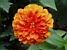 Een oranje bloem (162x)