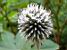 A white flower (334x)
