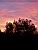 A tree in front of a colourful sky (148x)