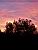 A tree in front of a colourful sky (275x)