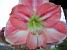 Amaryllis (270x)