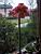 Amaryllis (270x)
