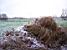 A wintery image II (356x)