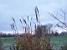 A wintery image VI (409x)