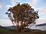 A tree close to the Golden Gate Bridge (349x)
