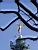 The 'Gnie de la Libert' on the 'Colonne de Juillet' on Place de la Bastille (2) (478x)