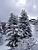 Des arbres sous la neige (119x)