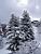 Trees in the snow (217x)