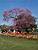 Jardin des Tuileries 2 (368x)