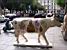 The cow 'Zen' (558x)