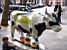 The cow 'Les Temps Modernes' (436x)